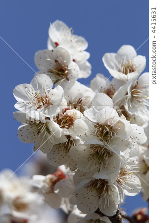 冬至（Toji） 4415631