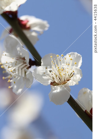 冬至（Toji） 4415638