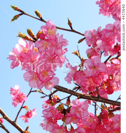 Kawazu cherry tree Kawazu cherry tree 4415640