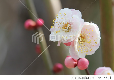 九州仁祖（九州仁祖） 4415641