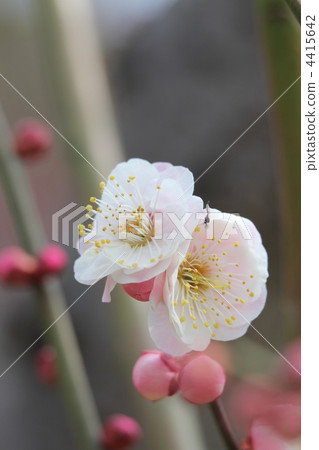 九州仁祖（九州仁祖） 4415642