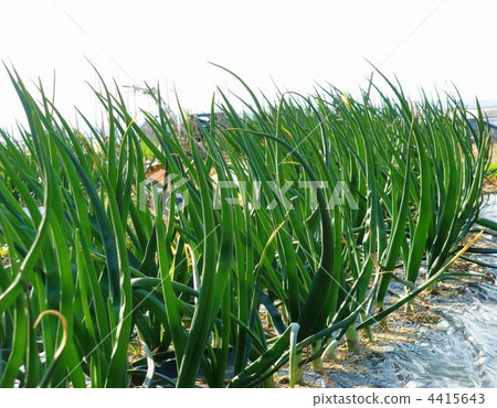 高地領域的分支 4415643