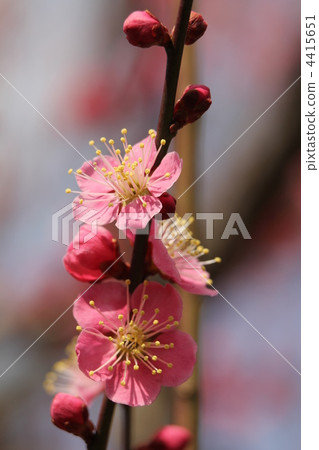 單冷李子（Hanbo Kanbai） 4415651