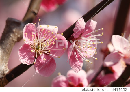 單冷李子（Hanbo Kanbai） 4415652