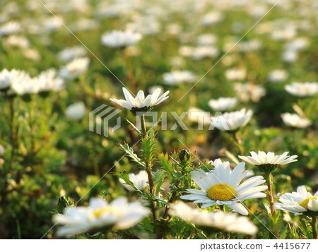 White North Pole 4415677