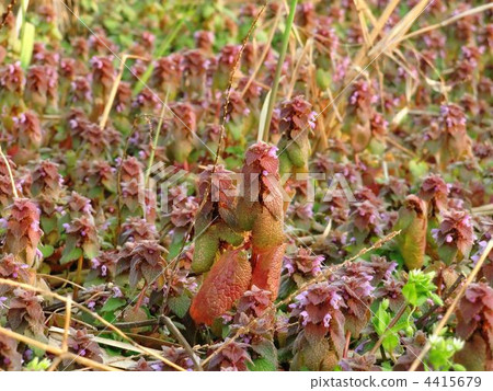 A crowd of Hymenoptera 4415679