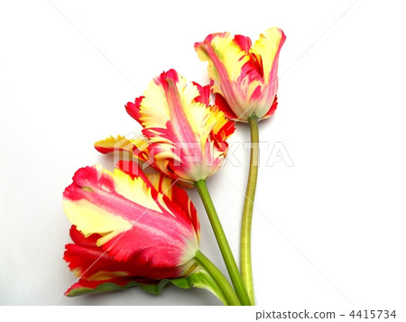 Tulip Tulip 4415734