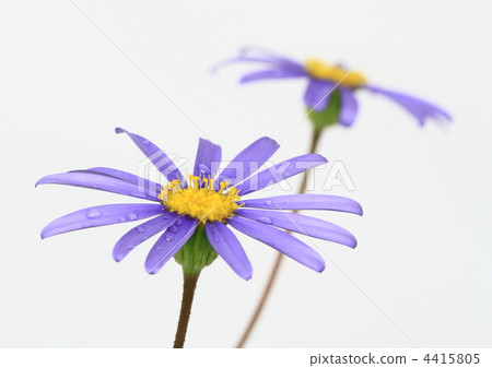 藍色藍色雛菊花 4415805