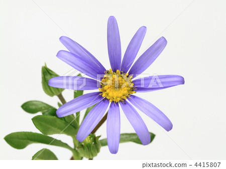 藍色藍色雛菊花 4415807