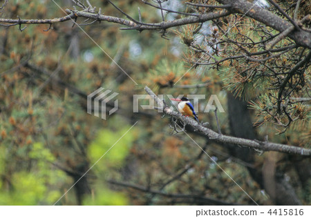 Yamashou bin 4415816