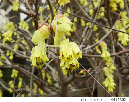 Toshimizuki (Tosa Mizuki) Toshimizuki (Tosa Mizuki) 4415862