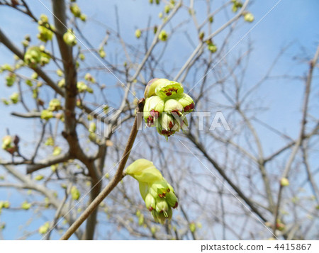 Toshimizuki(Tosa Mizuki) Toshimizuki(Tosa Mizuki) 4415867