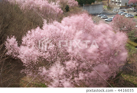 Cherry blossoms full blooming in the spring breeze 4416035