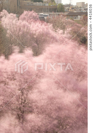 Cherry blossoms full blooming in the spring breeze 4416036