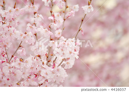 Cherry-blossom background blooms 4416037