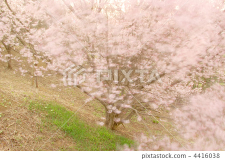 Hinnizakura櫻花盛開在春風中 4416038