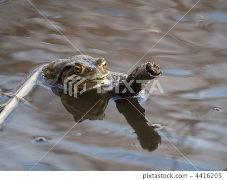 蟾蜍與疣覆蓋的皮膚 蟾蜍 討厭的傢伙 4416205
