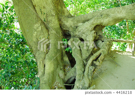 竹子葉的橡木 闊葉樹 常青樹 4416218