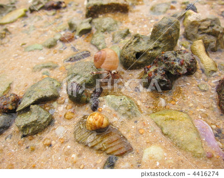 Hermit crab Hermit crab 4416274