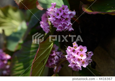Himalaya Yukinoshita 4416367