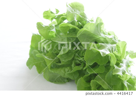 Lettuce leaf lettuce Moko veil 4416417