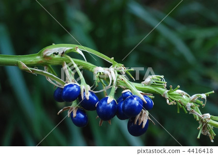 Nosiran seed 4416418