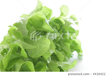 生菜葉子萵苣Moko面紗 4416422