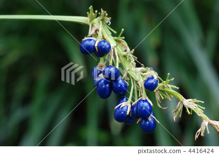 Nosiran seed 4416424