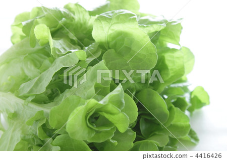 生菜葉子萵苣Moko面紗 4416426