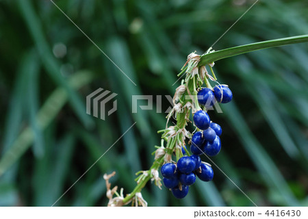 Nosiran種子 4416430