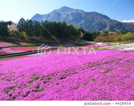 Chichibu Izan Park Park moss Chichibu Izan Park Park moss 4416459