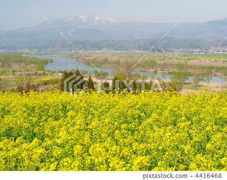 Shinshu Chikumagawa Nanohana 4416468