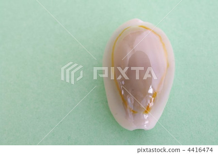 Takaragai (Hanabira Takaragai) 4416474