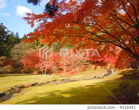 Hikikoshiji in autumn 4416491