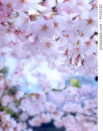 賞櫻 櫻花 櫻 4416582