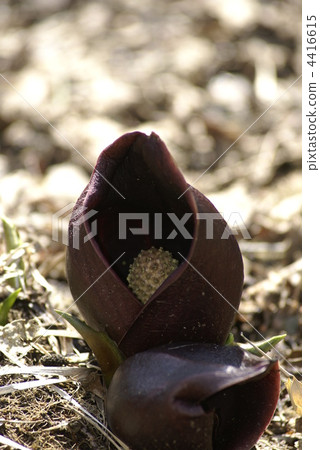 滋賀廣川Zenzensou 4416615