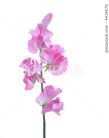 Pink sweet pea 4416670