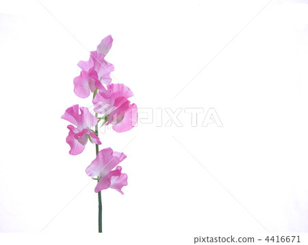Pink sweet pea 4416671
