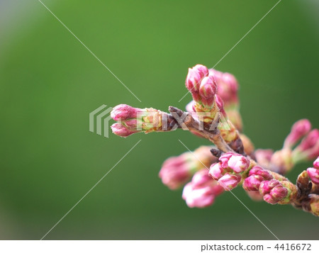 Cherry buds 4416672