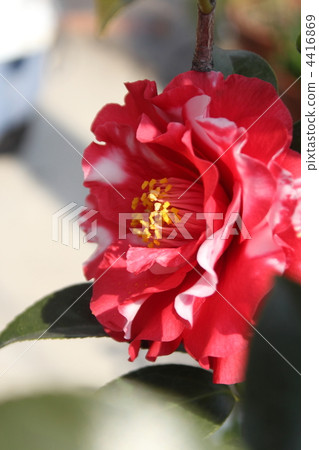 Camellia 4416869