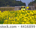 Rape flower and Heisei chikuho railway 4416899