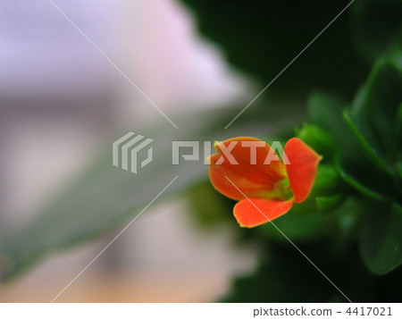 Karancoe Million Star 4417021