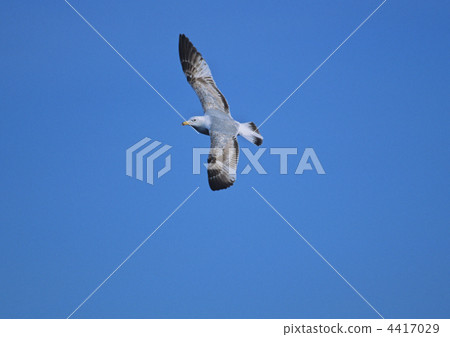 Chiashi Seguro鷗 Chiashi Seguro鷗 4417029