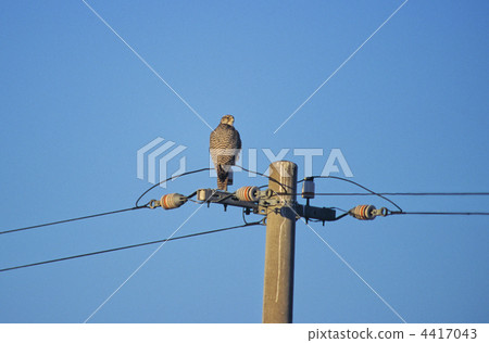 White falcon 4417043