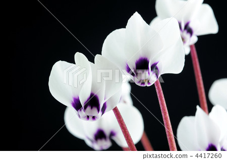 Primitive cyclamen comium white flower Primitive cyclamen comium white flower 4417260