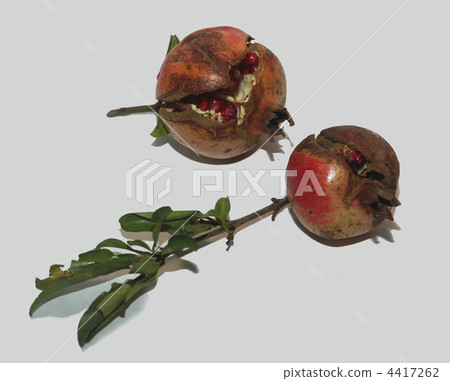 Pomegranates 4417262