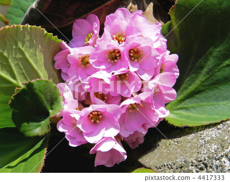 Himalaya Yukinoshita (Himalaya under the snow) 4417333