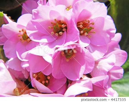 喜馬拉雅山Yukinoshita（雪下的喜馬拉雅山） 4417335