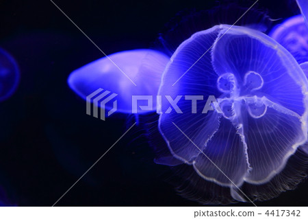 月亮水母 4417342