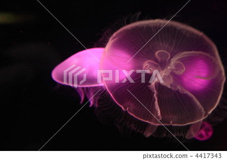 月亮水母 月亮水母 4417343